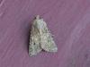 Anarta trifolii